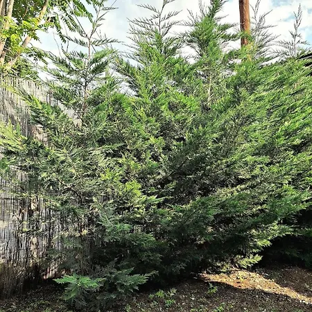 公寓 Despina's Yard 塞萨洛尼基